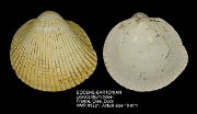 EOCENE-BARTONIAN Loxocardium bouei